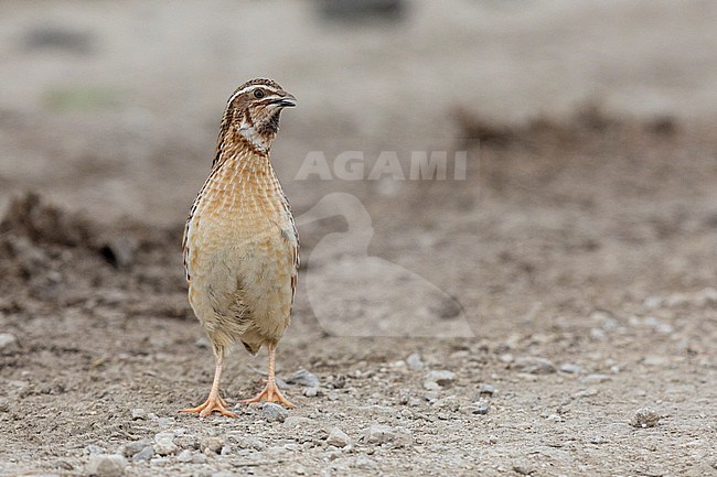 Common Quail (Coturnix coturnix), front view of an adult male standing on the ground, Campania, Italy stock-image by Agami/Saverio Gatto,