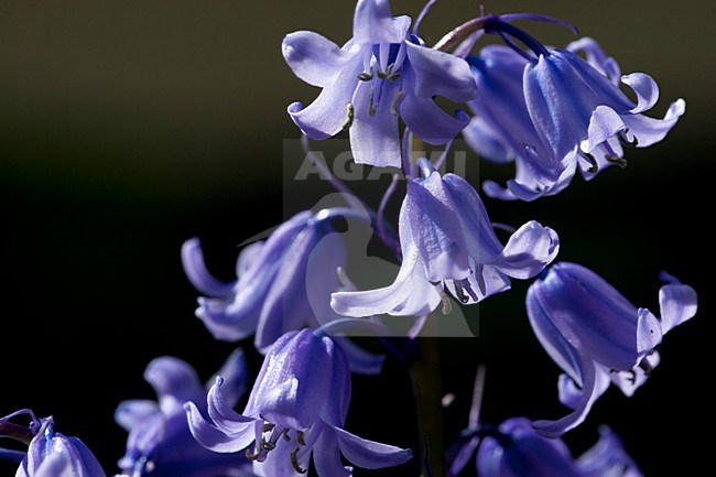 Close-up van bloeiende Boshyacint, Close up of flowering Common Bluebell stock-image by Agami/Wil Leurs,