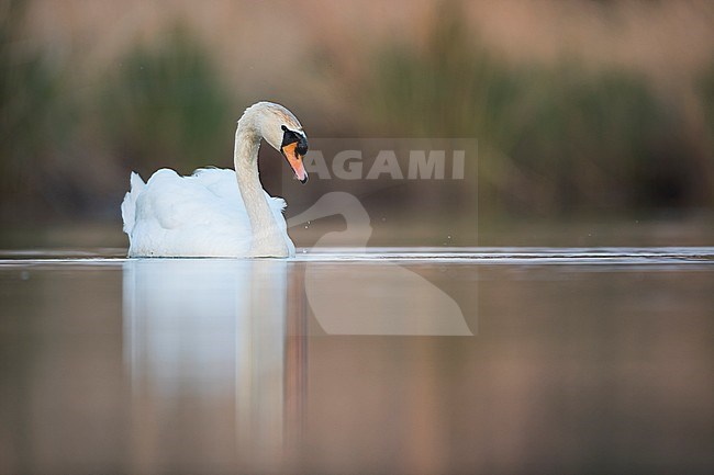 Adult Mute Swan (Cygnus olor) swimming on a lake in Germany (Baden-Württemberg). stock-image by Agami/Ralph Martin,