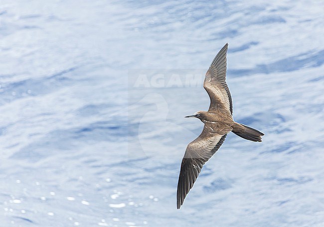 Brown Noddy (Anous stolidus), also known as or common noddy. At sea near the Solomon islands. stock-image by Agami/Marc Guyt,