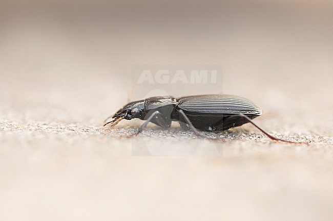 Pterostichus niger - Großer Grabkäfer, Germany, (Lower Saxony), imago stock-image by Agami/Ralph Martin,