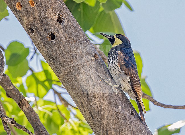 Baja California Acorn Woodpecker., Melanerpes formicivorus angustifrons, in Western Mexico. Endemic subspecies from Cape region of southern Baja California, Mexico. stock-image by Agami/Pete Morris,