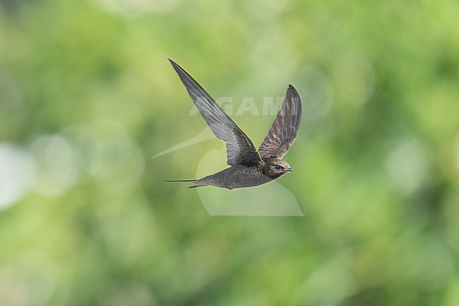 Common Swift (Apus apus) flying agains green background in Bulgaria. stock-image by Agami/Marcel Burkhardt,