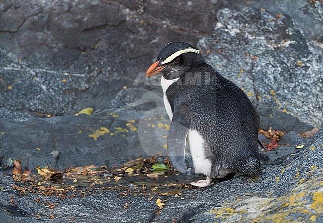 Fiordland Penguin (Eudyptes pachyrynchus) in the Milford Sound on South Island, New Zealand. This species nests in colonies among tree roots and rocks in dense temperate coastal forest. stock-image by Agami/Marc Guyt,