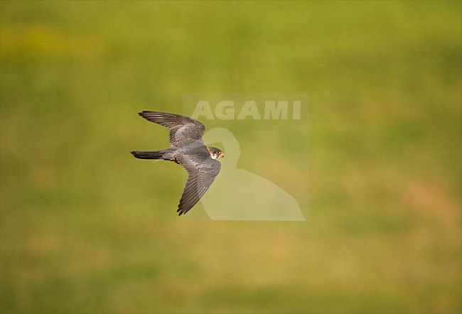 Roodpootvalk man vliegend; Red-footed Falcon male flying stock-image by Agami/Marc Guyt,