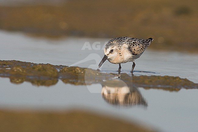 Sanderling (Calidris alba) near the shore of lake Ontario in Ontario, Canada. stock-image by Agami/Glenn Bartley,