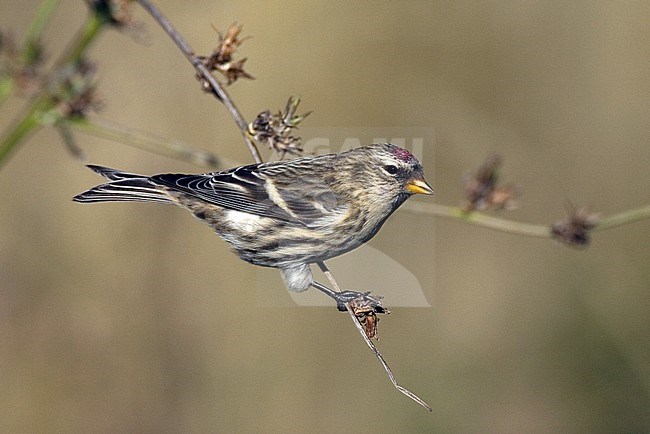 Lesser Redpoll (Carduelis cabaret) perched on a small twig in Germany. stock-image by Agami/Harvey van Diek,