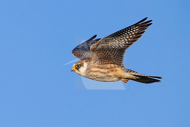 Immature Red-footed Falcon, Falco vespertinus, in Slovenia. stock-image by Agami/Daniele Occhiato,