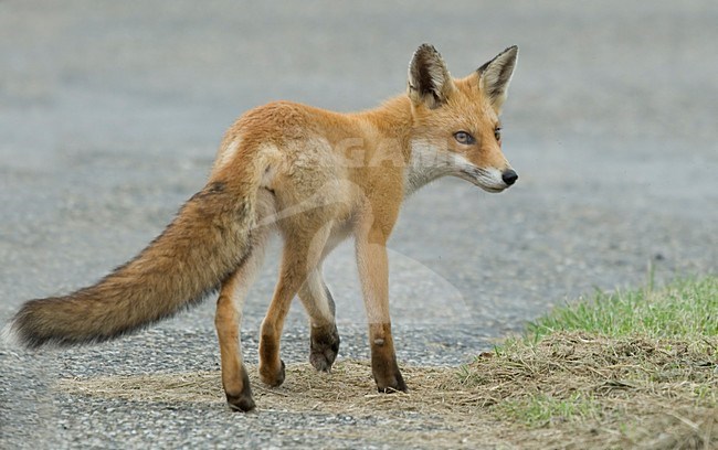 Vos; Red fox stock-image by Agami/Han Bouwmeester,