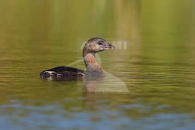Pied-billed Grebe (Podiceps grisegena) swimming on a pond in South Texas, USA. stock-image by Agami/Glenn Bartley,