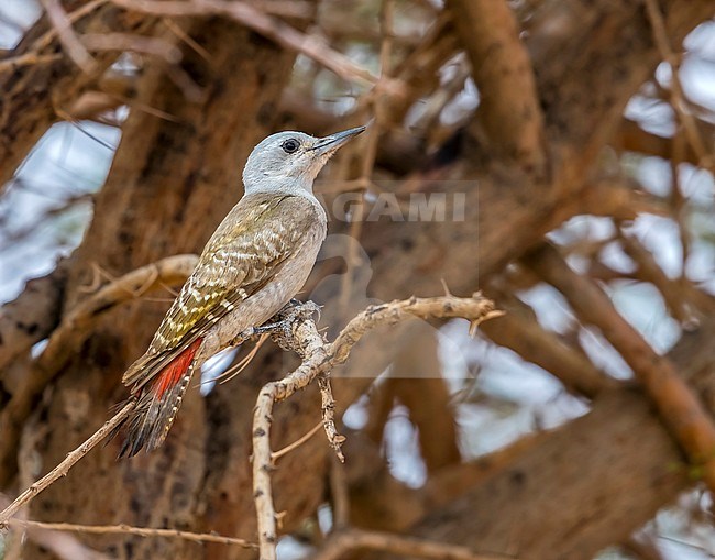 Female African Grey Woodpecker perched on a tree around 20km north-east of Ouadane, Adar, Mauritania, inside WP. April 07, 2018. stock-image by Agami/Vincent Legrand,