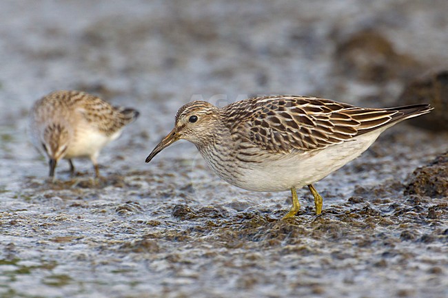 Voedsel zoekende Gestreepte strandloper, Foraging Pectoral Sandpiper stock-image by Agami/Daniele Occhiato,
