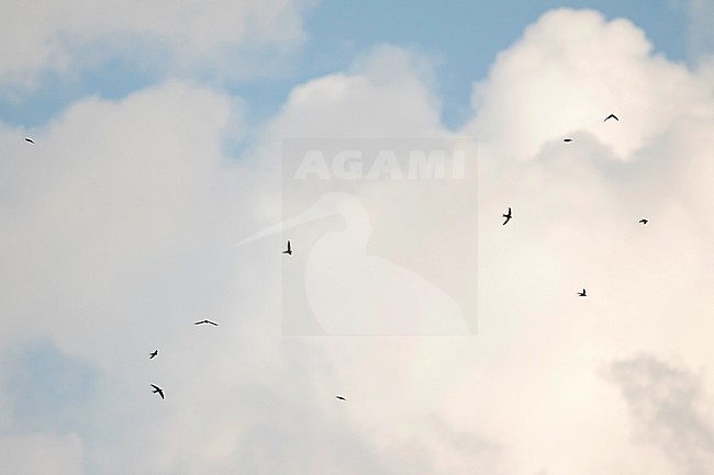 Common Swift - Mauersegler - Apus apus ssp. apus, Germany stock-image by Agami/Ralph Martin,