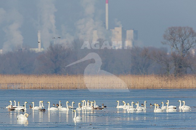 Whooper Swan - Singschwan - Cygnus cygnus, Germany (Brandenburg), winter flock of adult birds stock-image by Agami/Ralph Martin,