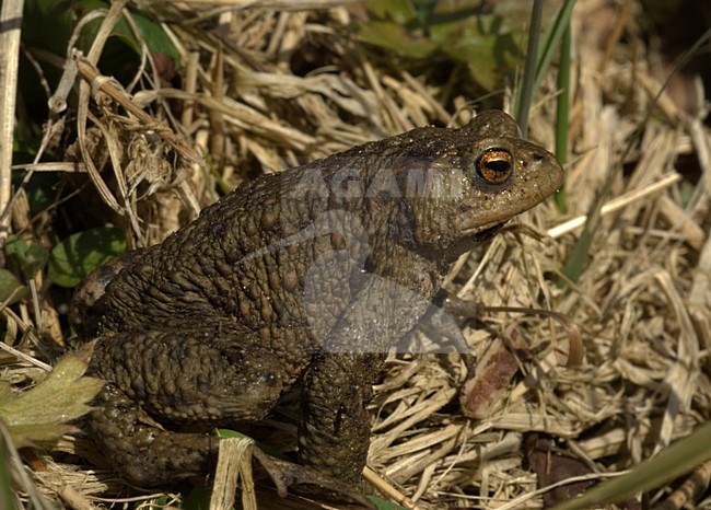 Zijaanzicht Gewone Pad; Side view Common Toad stock-image by Agami/Wil Leurs,