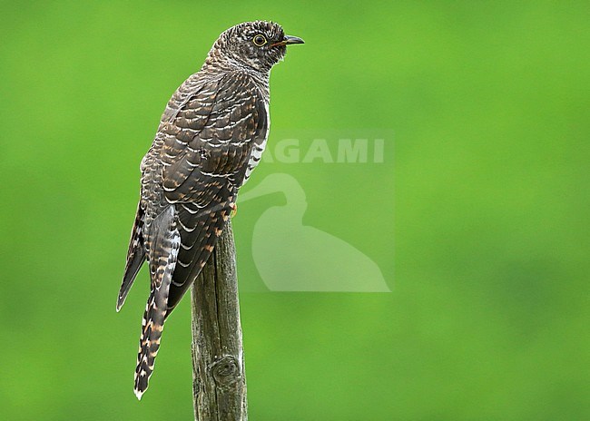 Immature Common Cuckoo (Cuculus canorus) during autumn migration in the Netherlands. stock-image by Agami/Fred Visscher,
