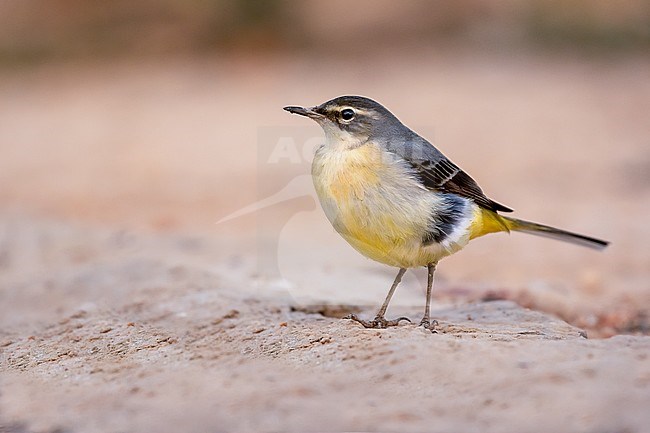 Side view of a Gey Wagtail stock-image by Agami/Onno Wildschut,