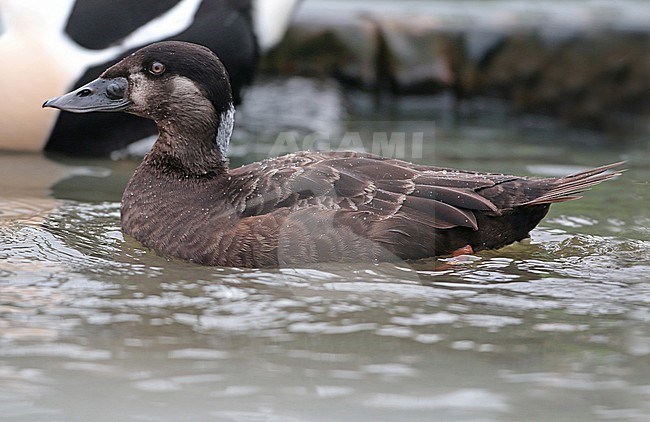 Surf Scoter (Melanitta perspicillata), third winter female swimming in captivity, seen from the side. stock-image by Agami/Fred Visscher,