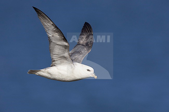 Northern Fulmar (Fulmarus glacialis), side view of an adult in flight, Western Region, Iceland stock-image by Agami/Saverio Gatto,