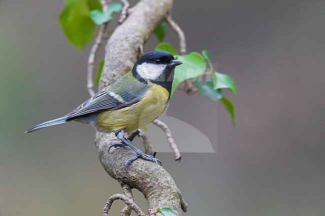 Great Tit  (Parus ater) perched on a branch stock-image by Agami/Daniele Occhiato,