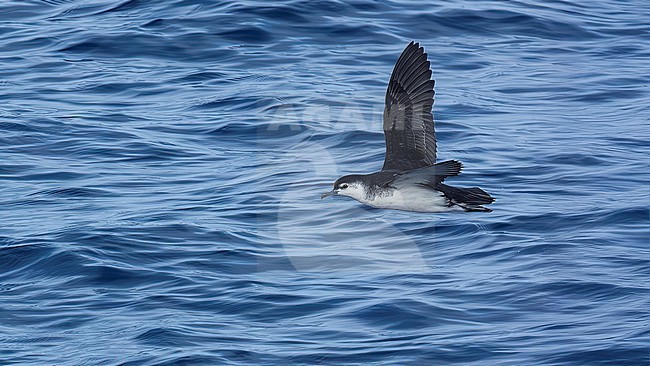 Barolo Shearwater (Puffinus baroli) taking off at sea off Corvo, Azores, Portugal. stock-image by Agami/Vincent Legrand,
