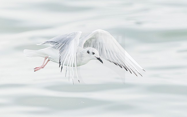 Bonaparte's gull (Chroicocephalus philadelphia) stock-image by Agami/Lennart Verheuvel,