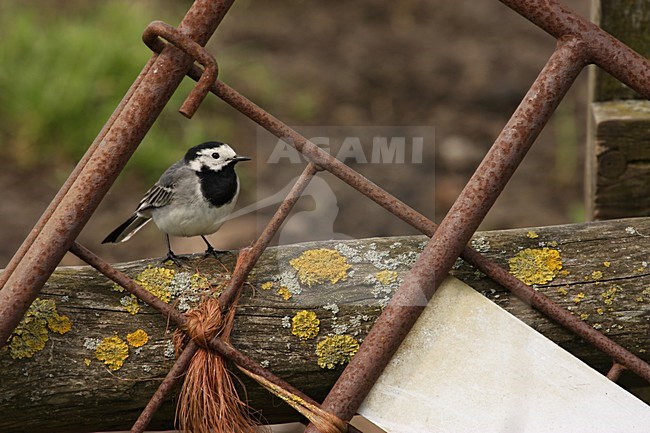 Witte Kwikstaart zittend; White Wagtail perched stock-image by Agami/Kristin Wilmers,