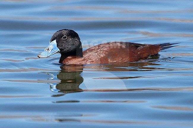 Maccoa Duck (Oxyura maccoa), adult male swimming in a lake, Western Cape, South Africa stock-image by Agami/Saverio Gatto,
