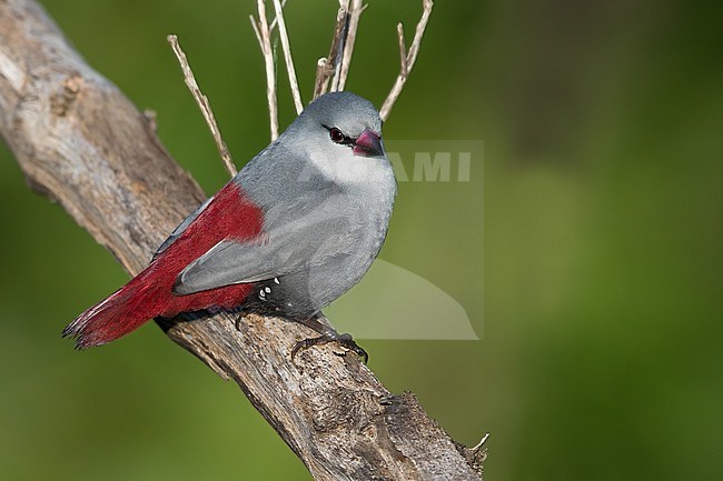 Lavender Waxbill (Estrilda caerulescens) perched on a branch in a rainforest in Ghana. stock-image by Agami/Dubi Shapiro,
