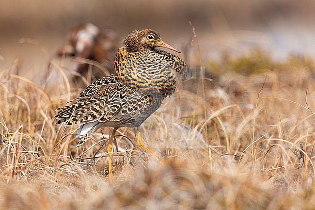 Ruff (Calidris pugnax), side view of an adult male in breeding plumage standing on the ground, Finnmark, Norway stock-image by Agami/Saverio Gatto,