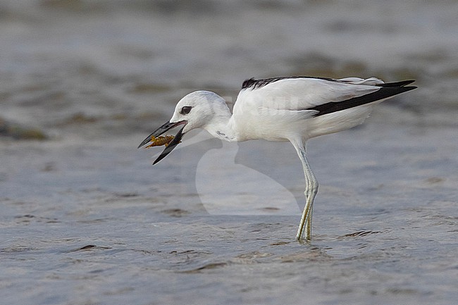 Crab Plover (Dromas ardeola) eating a crab on a beach at low tide in Mogadishu, Somalia. stock-image by Agami/David Monticelli,
