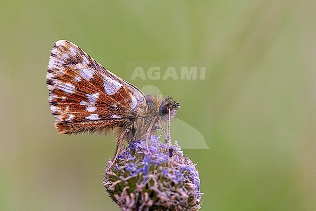 Side view of a Red Underwing Skipper stock-image by Agami/Onno Wildschut,