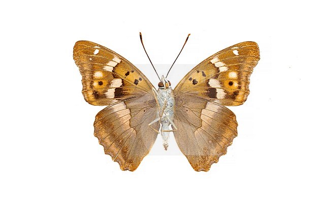 Lesser Purple Emperor, Kleine weerschijnvlinder, Apatura ilia stock-image by Agami/Wil Leurs,