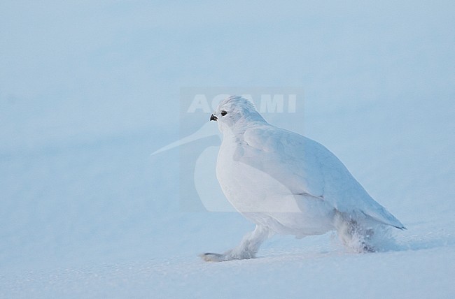 Vrouwtje Moerassneeuwhoen in de sneeuw, Female Willow Ptarmigan in snow stock-image by Agami/Markus Varesvuo,