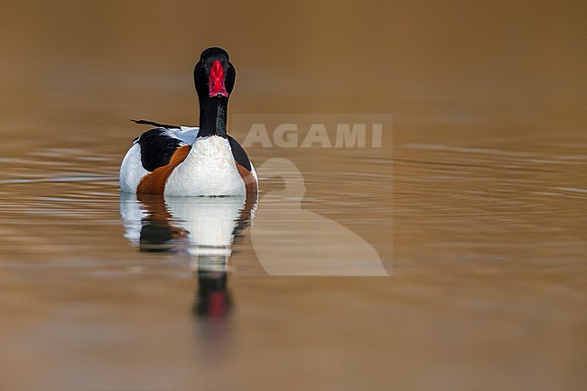 Bergeend, Common Shelduck stock-image by Agami/Daniele Occhiato,
