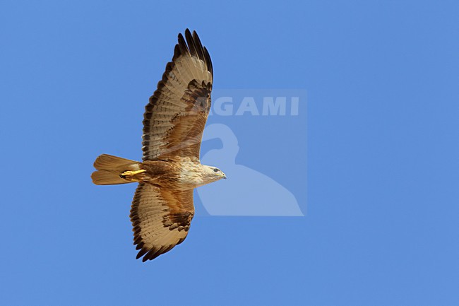 Arendbuizerd in vlucht; Long-legged Buzzard in flight stock-image by Agami/Daniele Occhiato,