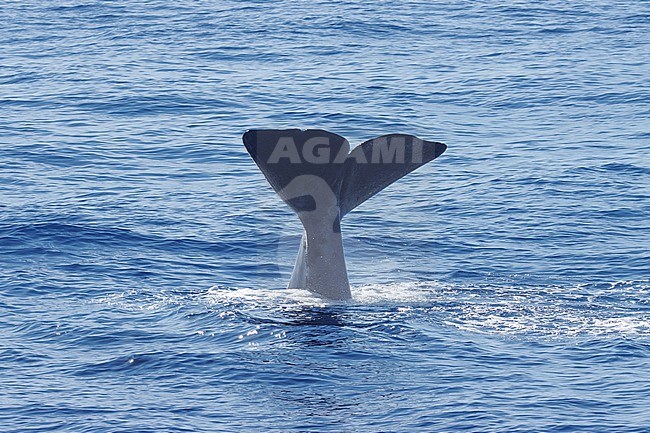 Sperm whale (Physeter macrocephalus) taken the 25/08/2022 at Toulon - Franc.e. stock-image by Agami/Nicolas Bastide,