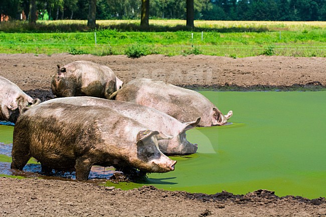 Vrije uitloop varken; Domestic Pig stock-image by Agami/Hans Germeraad,