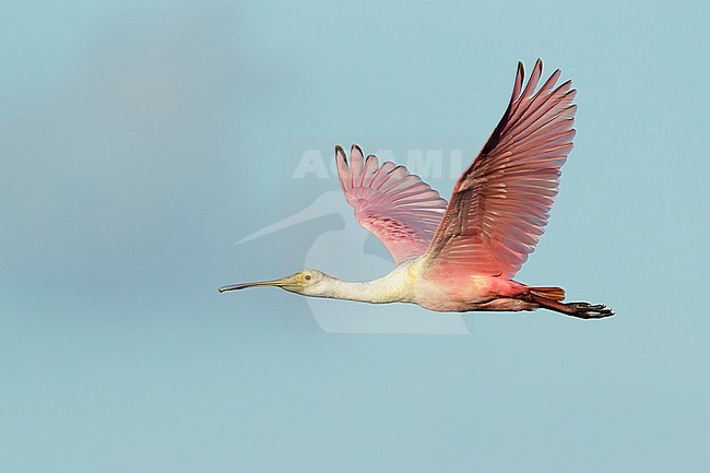 Juvenile Roseate Spoonbill, Platalea ajaja
Galveston Co., Texas
April 2017 stock-image by Agami/Brian E Small,