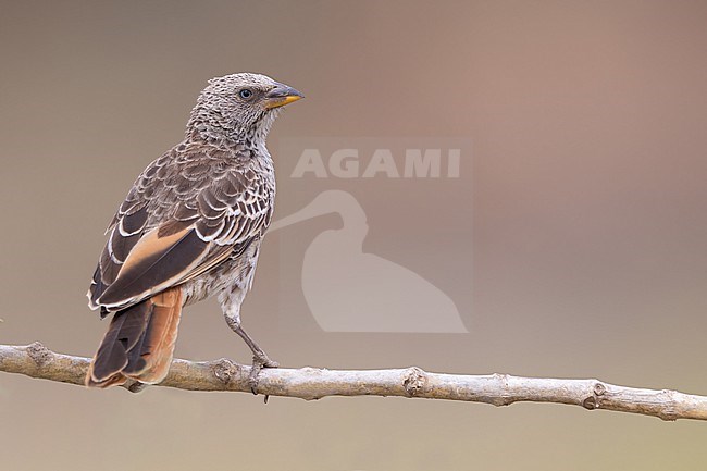 Rufous Tailed Weaver (Histurgops ruficauda) perched on a branch in Tanzania. stock-image by Agami/Dubi Shapiro,
