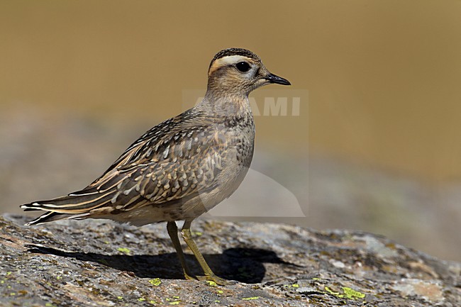 Eerste winter Morinelplevier; First winter Eurasian Dotterel stock-image by Agami/Daniele Occhiato,