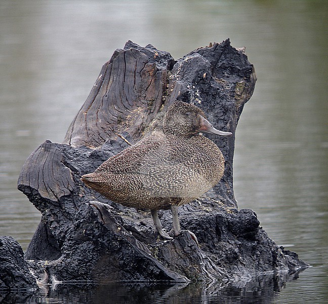 Freckled Duck (Stictonetta naevosa) in Australia. stock-image by Agami/Pete Morris,