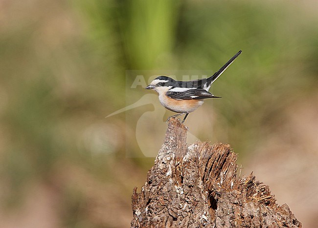 Adult Masked Shrike (Lanius nubicus) perched. stock-image by Agami/Michael McKee,