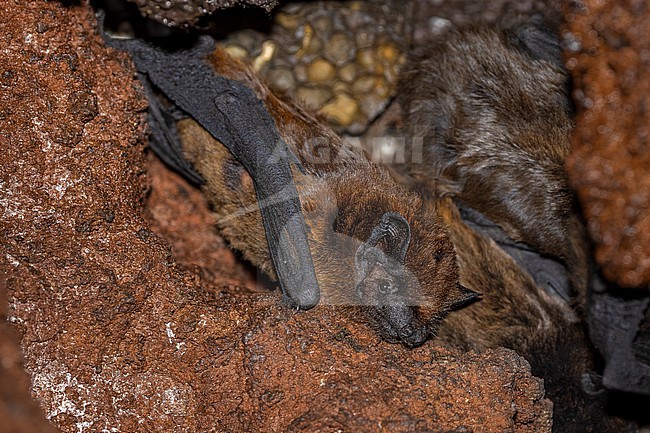 Azores Noctule (Nyctalus azoreum) aka Azores Bat sitting on a tunnel in Jardim Botânico Antonio Borges, Ponta Delgada, Sao Miguel, Azores, Portugal. stock-image by Agami/Vincent Legrand,