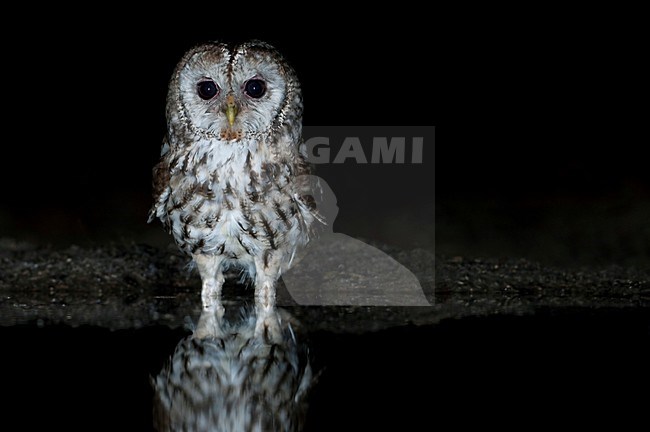 Bosuil bij drinkplaats; Tawny Owl at drinking site stock-image by Agami/Han Bouwmeester,