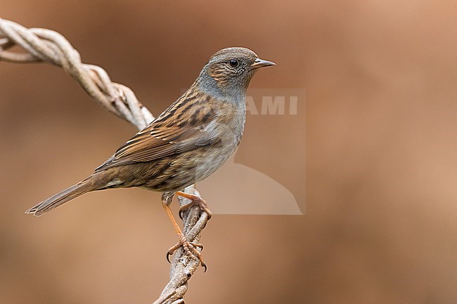 Dunnock, Prunella modularis, in Italy. Perched on a twig. stock-image by Agami/Daniele Occhiato,