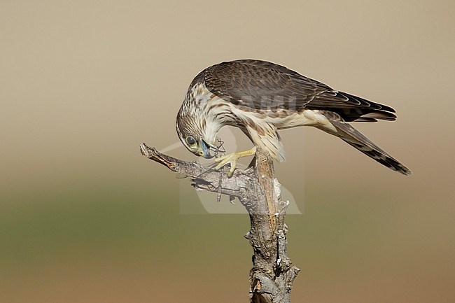 Adult female American Merlin (Falco columbarius columbarius) wintering in Riverside County, California. Perched on a dead branch against a brown background. stock-image by Agami/Brian E Small,