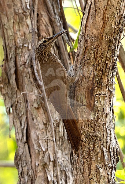 Planalto Woodcreeper, Dendrocolaptes platyrostris intermedius, perched on side of a tree in Peruaçu National Park, Minas Gerais, Brazil stock-image by Agami/Andy & Gill Swash ,