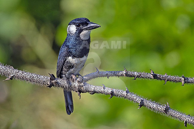 Black-breasted Puffbird (Notharchus pectoralis) in Panama. stock-image by Agami/Pete Morris,