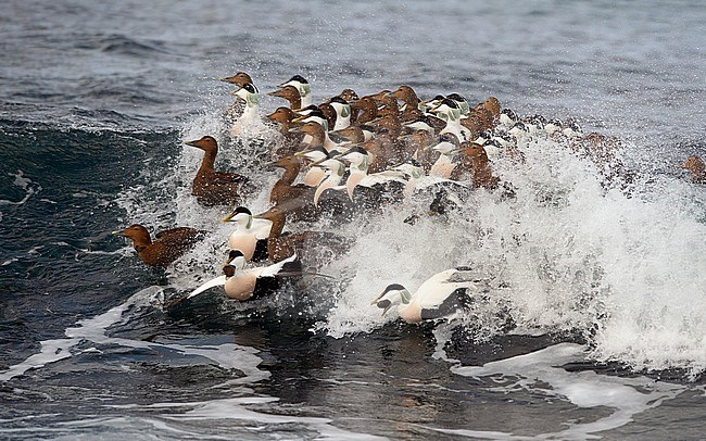 Flock of Common Eiders (Somateria mollissima) swimming in the surf of the Atlantic ocean. stock-image by Agami/Markku Rantala,